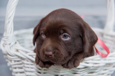 Küçük bir köpek Labrador hasır sepet oturur. Köpek kahverengi renkte. Evcil Hayvan Labrador.