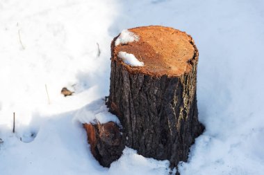 Ağaç kütüğü bahçede. Bahçede kar var. Karda bir ağaç kütüğü.
