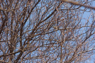 Mavi gökyüzüne karşı kuru ağaç dalları. Kışın yapraksız ağaçlar.