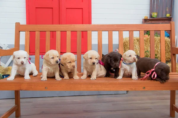 Kleine Labrador Welpen Sitzen Auf Einer Holzbank Hunde Weißer Und — Stockfoto