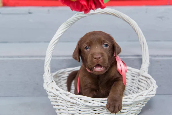 Small Puppy Labrador Sits Wicker Basket Dog Brown Color Pet — Stock Photo, Image