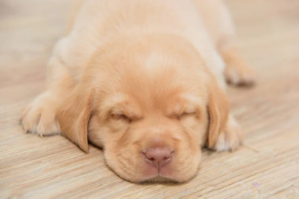 Small Puppy Labrador Lies Floor Dog Light Brown Color Pet — Stock Photo, Image
