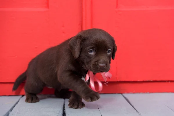Kleine Labrador Pup Achtergrond Van Rode Deur Hond Donker Bruine — Stockfoto