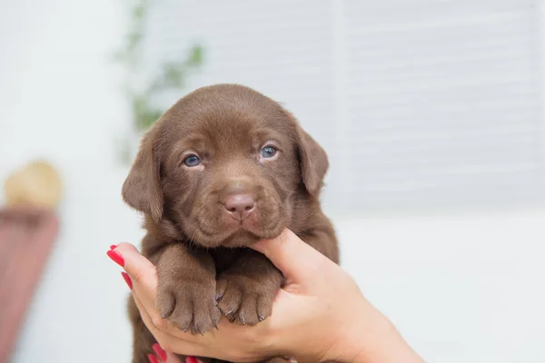 Pequeño Cachorro Labrador Manos Chicas Perro Color Marrón Oscuro Mascota —  Fotos de Stock