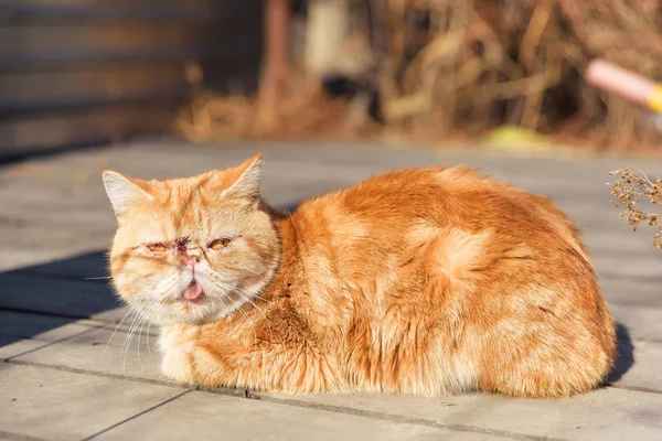 Kočka Červená Perská Zahradě Pet Ulici Kočka Červená Barva — Stock fotografie