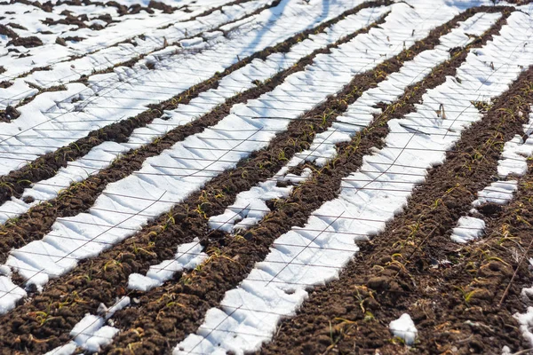 Śnieg Łóżkach Ogrodzie Podwórku Suche Rośliny Ogrodzie Zimą — Zdjęcie stockowe