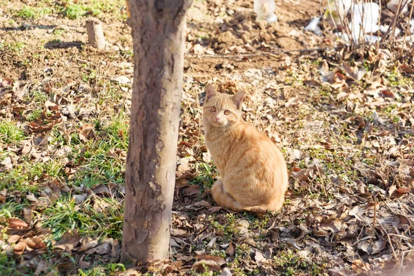 แมวส แดงน งอย ในสวน ยงเด นบนถนน แมวส แดงของ — ภาพถ่ายสต็อก