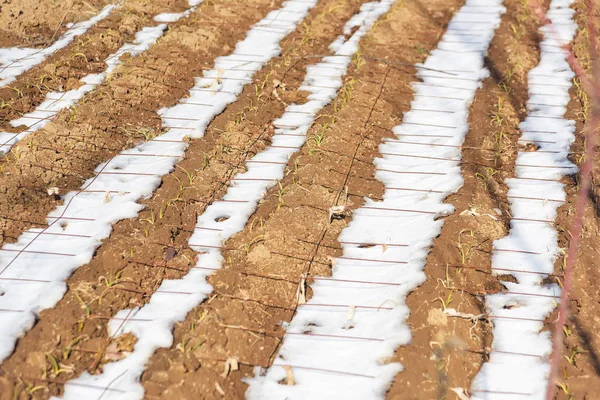 Ágyban Kertben Hátsó Udvarban Száraz Növények Kertben Télen — Stock Fotó