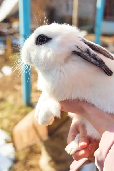 White rabbit in human hands. Animals in the household. Rabbit white.