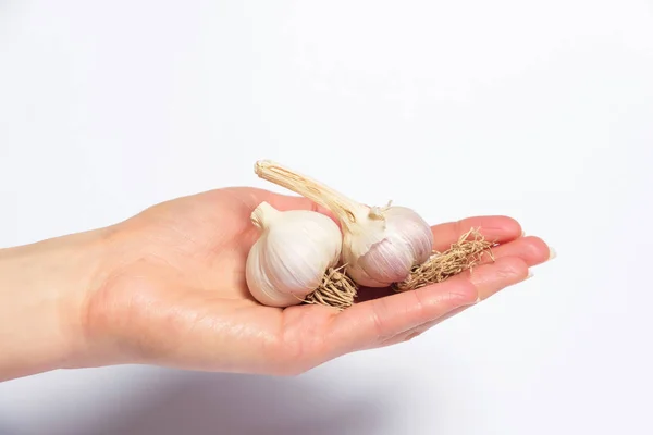 Garlic Heads White Background Herbaceous Plant Sharp Taste Garlic Bulb — Stock Photo, Image