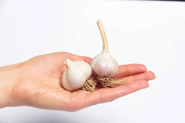 Cabeças Alho Fundo Branco Planta Herbácea Com Sabor Afiado Bolbo — Fotografia de Stock