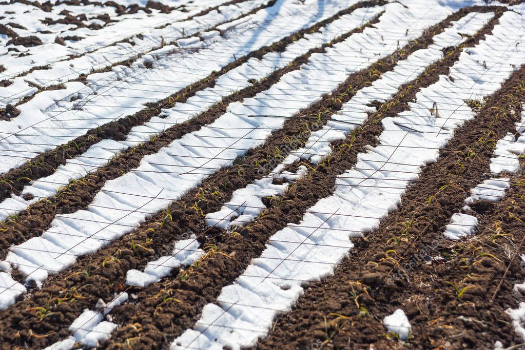 Snow on the beds in the garden. Back yard. Dry plants in the garden in winter.