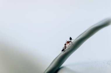 Metal bir teldeki karıncalar. Küçük böcekler. Karıncalar birbirleriyle savaşta..