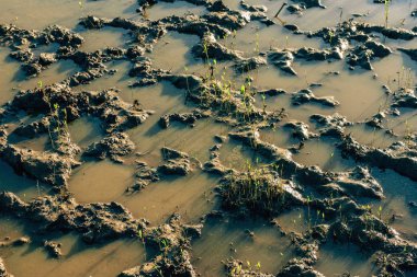 Nemli toprak. Bitkilerle bataklık. Güney Kazakistan bölgesinde doğa. Ülkeye yolculuk.