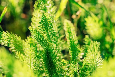 Bozkırda yeşil bitkiler ve otlar. Güney Kazakistan bölgesinde doğa. Ülkeye yolculuk.