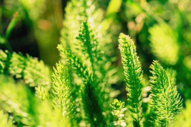 Bozkırda yeşil bitkiler ve otlar. Güney Kazakistan bölgesinde doğa. Ülkeye yolculuk.