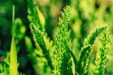 Bozkırda yeşil bitkiler ve otlar. Güney Kazakistan bölgesinde doğa. Ülkeye yolculuk.