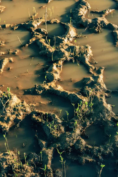 Moist Soil Marshland Plants Nature South Kazakhstan Region Road Trip — Stock Photo, Image