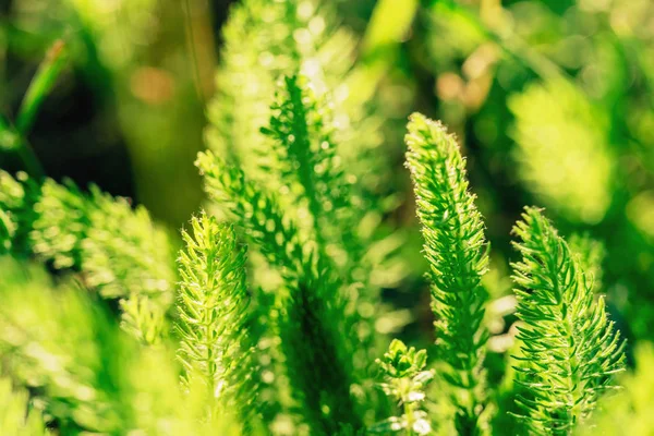 Bozkırda yeşil bitkiler ve otlar. Güney Kazakistan bölgesinde doğa. Ülkeye yolculuk.
