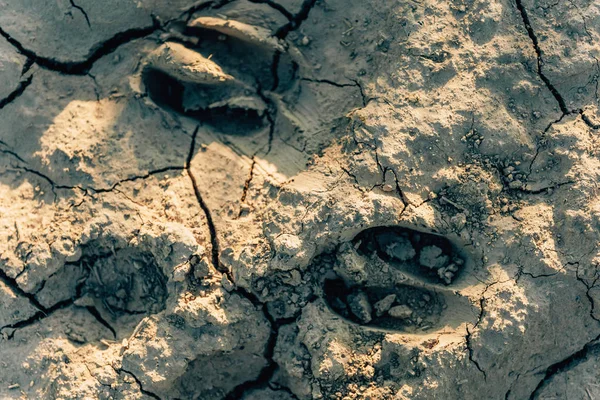 Следы Животных Сухой Глинистой Почве Текстура Потрескавшейся Почвы Трещины Переломы — стоковое фото
