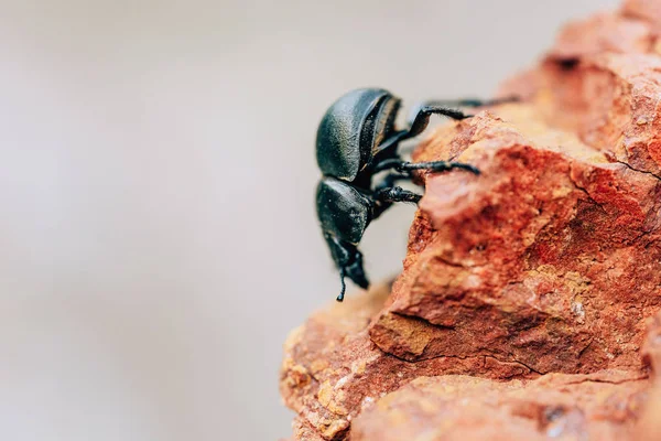 Dung beetle closeup in natural habitat. Big black beetle on a brown stone.