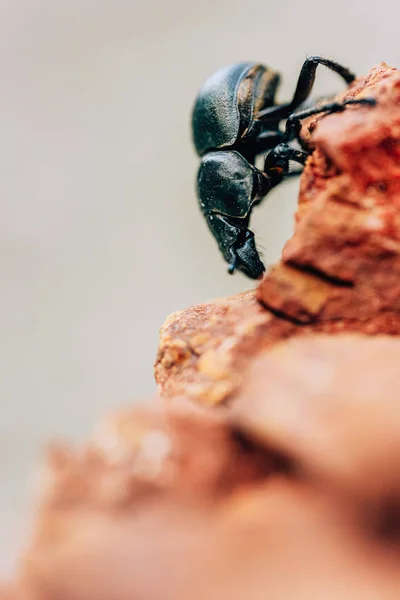 Dung beetle closeup in natural habitat. Big black beetle on a brown stone.