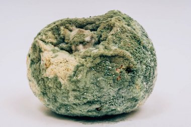 Yeşil kalıplı turuncu. Bozulmuş narenciye. Yiyeceklerin üzerine küf. Meyve üzerindeki bakteriler.