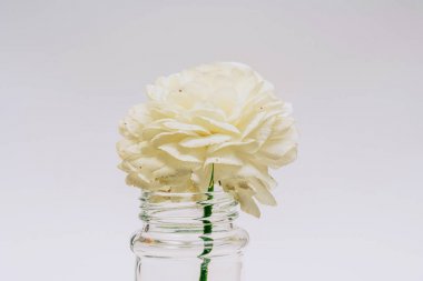 White ranunculus in a glass jar. One flower in a small vase. Ranunkulyus on the table.