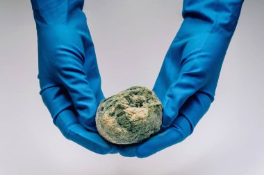 Beyaz bir arka plan üzerinde mavi eldiven kadın elinde kalıp ile bozulmuş nar. Elimizde ekolojik felaket var. Meyvelerin yanlış depolanması.