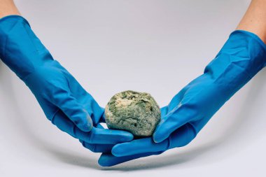 Beyaz bir arka plan üzerinde mavi eldiven kadın elinde kalıp ile bozulmuş nar. Elimizde ekolojik felaket var. Meyvelerin yanlış depolanması.