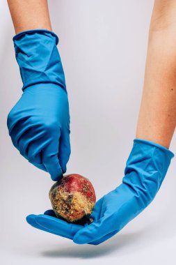 Beyaz bir arka plan üzerinde mavi eldiven kadın elinde kalıp ile bozulmuş nar. Elimizde ekolojik felaket var. Meyvelerin yanlış depolanması.