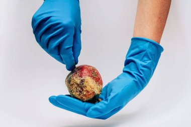 Beyaz bir arka plan üzerinde mavi eldiven kadın elinde kalıp ile bozulmuş nar. Elimizde ekolojik felaket var. Meyvelerin yanlış depolanması.