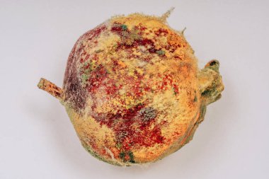 Bozulmuş bir nar üzerinde kalıp dokusu. Beyaz bir arka plan üzerinde kalıp ile Nar. Sporlar küf ve küf meyve üzerinde. Beyaz arka plandaki yaşlı Garnet. Meyvelerin yanlış depolanması.