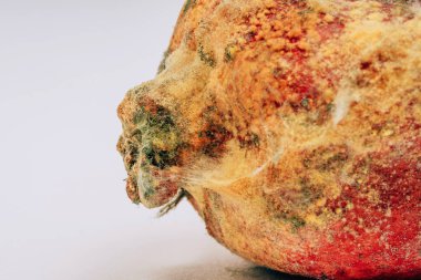 Bozulmuş bir nar üzerinde kalıp dokusu. Beyaz bir arka plan üzerinde kalıp ile Nar. Sporlar küf ve küf meyve üzerinde. Beyaz arka plandaki yaşlı Garnet. Meyvelerin yanlış depolanması.