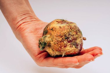 Beyaz bir arka plan üzerinde kadın elinde kalıp ile Bozulmuş nar. Elimizde ekolojik felaket var. Kızın elinde kalıp topu. Meyvelerin yanlış depolanması.