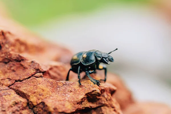 Escarabajo Estiércol Primer Plano Hábitat Natural Escarabajo Negro Grande Sobre — Foto de Stock