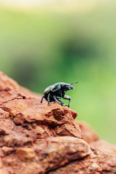 Dung beetle closeup in natural habitat. Big black beetle on a brown stone.