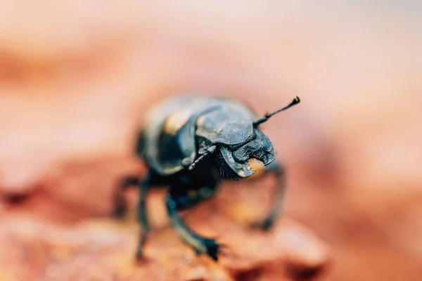 Mistkäfer Nahaufnahme Natürlichem Lebensraum Großer Schwarzer Käfer Auf Braunem Stein — Stockfoto