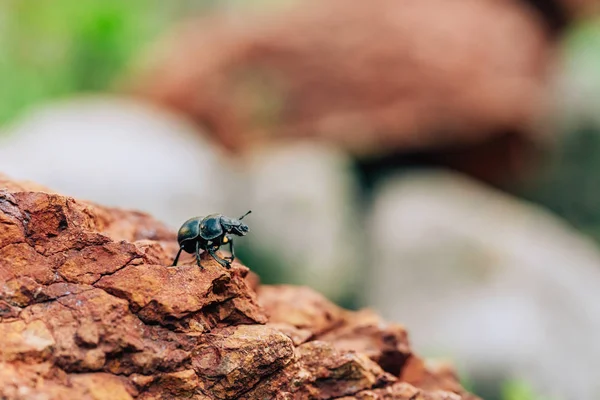 Σκαθάρι Της Κοπριάς Στο Φυσικό Περιβάλλον Μεγάλο Μαύρο Σκαθάρι Μια — Φωτογραφία Αρχείου