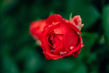 Bahçede kırmızı gül tonlamı. Yeşil bir arka plan üzerinde su damlaları ile Gül. Çiçekli bordo gül.