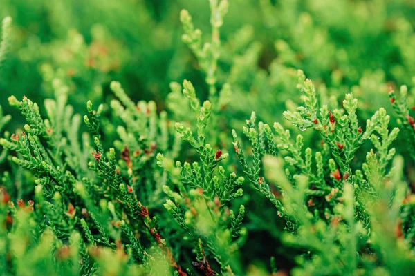 Yeşil iğne yapraklı bitkilerin dokusu. Ardıç çalıları. Taşkent sokaklarında yürüyün.