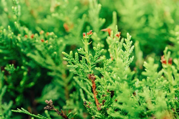 Yeşil iğne yapraklı bitkilerin dokusu. Ardıç çalıları. Taşkent sokaklarında yürüyün.