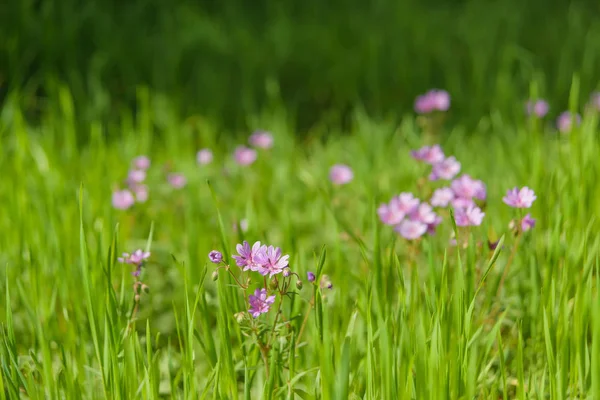 Lilac wildflowers on a background of green grass. A walk in the Park. The flowers in the meadow.