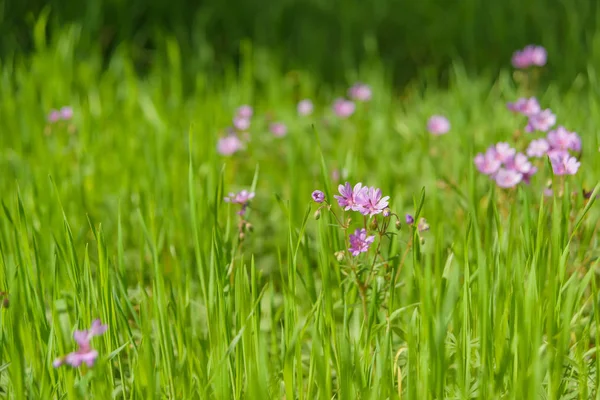 Flores Silvestres Lila Sobre Fondo Hierba Verde Paseo Por Parque —  Fotos de Stock