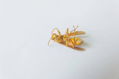 Ölü böcek. Beyaz arka planda sarı Wasp. Böcek sarı.