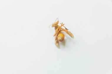 Ölü böcek. Beyaz arka planda sarı Wasp. Böcek sarı.