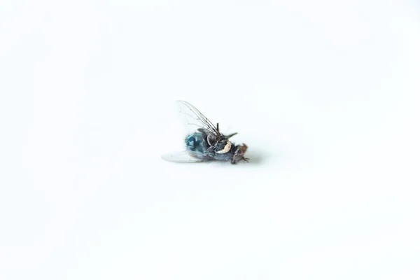 Insecte Mort Mouche Noire Sur Fond Blanc Mouche Morte Est — Photo