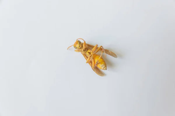 Dead insect. Yellow wasp on white background. Stinging insect yellow.
