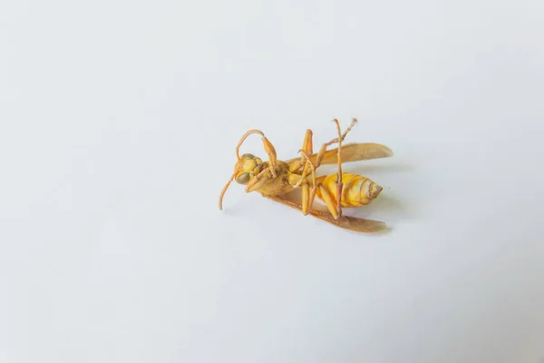 Dead insect. Yellow wasp on white background. Stinging insect yellow.