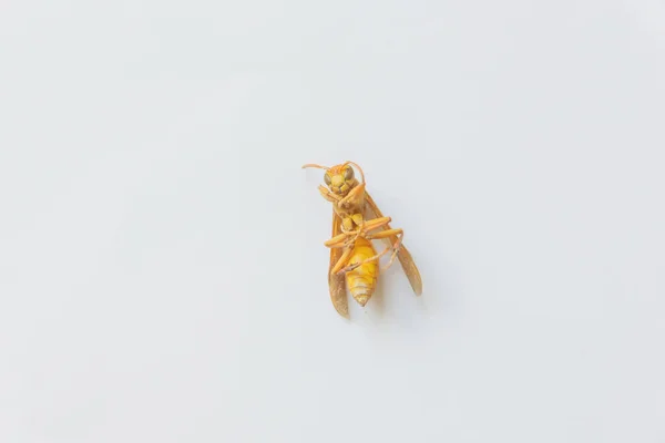 Ölü Böcek Beyaz Arka Planda Sarı Wasp Böcek Sarı — Stok fotoğraf
